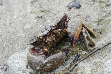 Maroon stone crab|Stone crabs on Singapore shores|石頭蟹