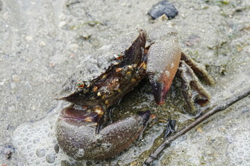 Maroon stone crab|Stone crabs on Singapore shores|石頭蟹