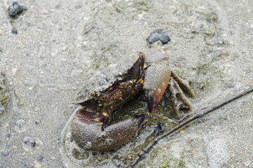 マルーンストーンクラブ（Maroon stone crab）|シンガポールの海岸にいる石頭蟹