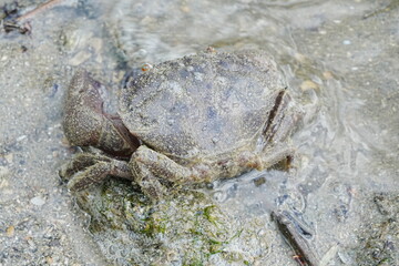 Maroon stone crab|Stone crabs on Singapore shores|石頭蟹