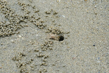 The Atlantic ghost crab, known scientifically as Ocypode quadrata, is a small to medium-sized species of crab found along the Atlantic coastlines of North and South America. |大西洋幽靈蟹
