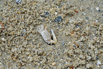 Uca lactea|Fiddler crab|清白招潮蟹|白扇潮招蟹