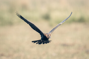 Fototapeta na wymiar African darter flies towards camera lifting wings