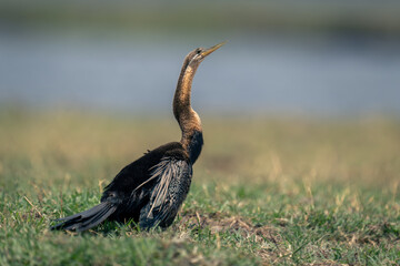 African darter on grassy riverbank in sunshine