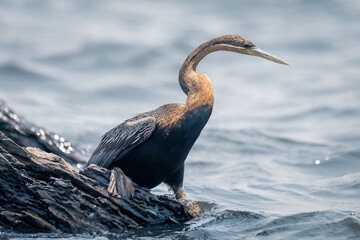 African darter on wet log in river