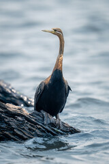 African darter on wet log in water