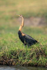 African darter raises head on grassy riverbank