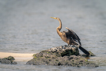 African darter on rock beside calm river