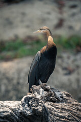 African darter on tree stump turning head