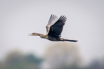 African darter flies opening beak wings raised