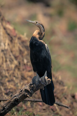 African darter on dead branch eyeing camera
