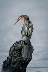 African darter looks at river from stump