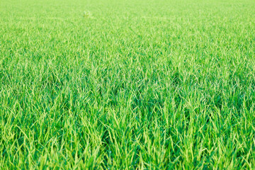 green wheat field