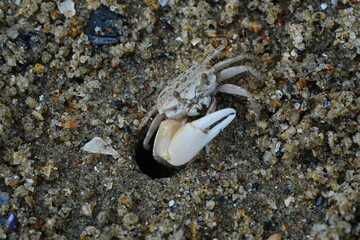 Uca lactea|Fiddler crab|清白招潮蟹|白扇潮招蟹