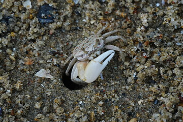 Uca lactea|Fiddler crab|清白招潮蟹|白扇潮招蟹