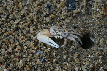 Uca lactea|Fiddler crab|清白招潮蟹|白扇潮招蟹