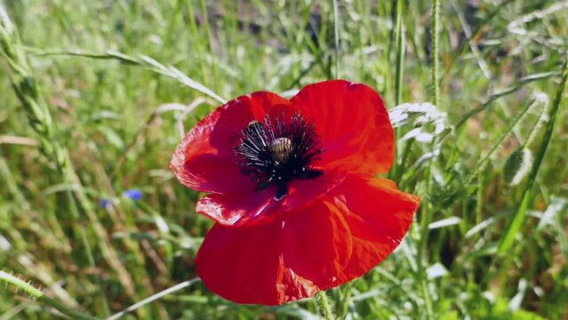 A red poppy flower with a bumblebee
