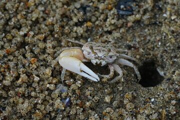 Uca lactea|Fiddler crab|清白招潮蟹|白扇潮招蟹