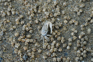Uca lactea|Fiddler crab|清白招潮蟹|白扇潮招蟹