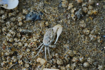 Uca lactea|Fiddler crab|清白招潮蟹|白扇潮招蟹