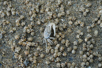 Uca lactea|Fiddler crab|清白招潮蟹|白扇潮招蟹