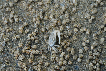 Uca lactea|Fiddler crab|清白招潮蟹|白扇潮招蟹