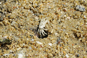 The Atlantic ghost crab, known scientifically as Ocypode quadrata, is a small to medium-sized species of crab found along the Atlantic coastlines of North and South America. |大西洋幽靈蟹