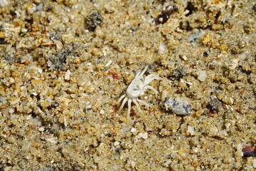 The Atlantic ghost crab, known scientifically as Ocypode quadrata, is a small to medium-sized species of crab found along the Atlantic coastlines of North and South America. |大西洋幽靈蟹