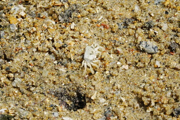 The Atlantic ghost crab, known scientifically as Ocypode quadrata, is a small to medium-sized species of crab found along the Atlantic coastlines of North and South America. |大西洋幽靈蟹