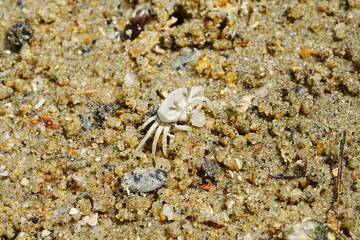 The Atlantic ghost crab, known scientifically as Ocypode quadrata, is a small to medium-sized species of crab found along the Atlantic coastlines of North and South America. |大西洋幽靈蟹