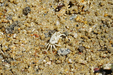 The Atlantic ghost crab, known scientifically as Ocypode quadrata, is a small to medium-sized species of crab found along the Atlantic coastlines of North and South America. |大西洋幽靈蟹