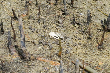 The Atlantic ghost crab, known scientifically as Ocypode quadrata, is a small to medium-sized species of crab found along the Atlantic coastlines of North and South America. |大西洋幽靈蟹