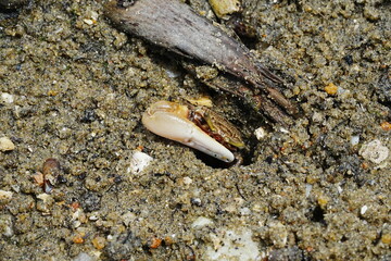 Uca arcuata|crabe violoniste|Bowed fiddler crab|弧边招潮蟹|招潮蟹