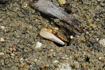 Uca arcuata, also known as the Fiddle Violinist Crab or Red-Jointed Fiddler Crab, is a species of fiddler ab|弧边招潮蟹|招潮蟹