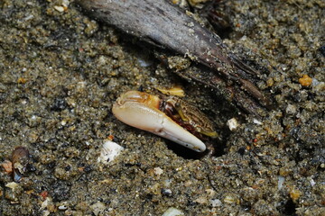 L'Uca arcuata, également connu sous le nom de crabe violoniste en raison de la forme de ses pinces asymétriques, est une espèce de crabe que l'on trouve principalement dans les zones intertidales des 