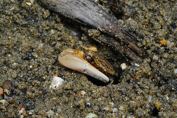 Uca arcuata|crabe violoniste|Bowed fiddler crab|弧边招潮蟹|招潮蟹