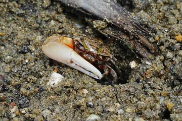 Uca arcuata, also known as the Fiddle Violinist Crab or Red-Jointed Fiddler Crab, is a species of fiddler ab|弧边招潮蟹|招潮蟹
