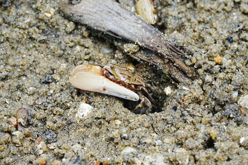 Uca arcuata, also known as the Fiddle Violinist Crab or Red-Jointed Fiddler Crab, is a species of fiddler ab|弧边招潮蟹|招潮蟹