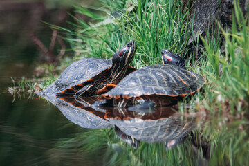 A couple of red-eared slider turtles are basking in the sun near the green grasses. 