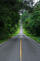 The road leading through the lush forest looked like a road stretching up into the sky.