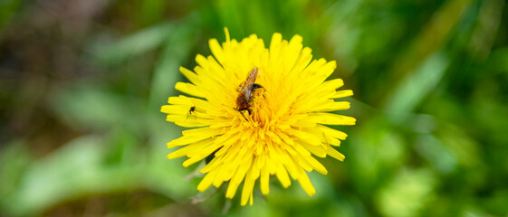 The Bee and the Dandilion