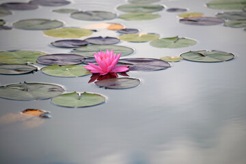 Closeup blooming water lilies or lotus flower, with reflecting on the water. Beautiful water plant...