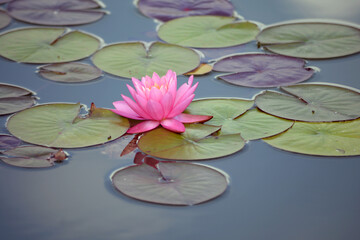 Closeup blooming water lilies or lotus flower, with reflecting on the water. Beautiful water plant...