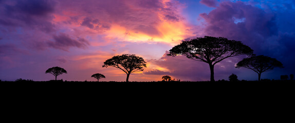 Panoramic tree silhouette in Africa with sunset, tree silhouette with sun Dark trees on open field,...