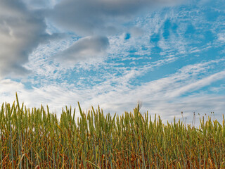 Obraz premium Edge of a wheat field against a morning blue sky with clouds