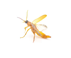 Flat Oak Borer beetle - Smodicum cucujiforme - small medium size destructive pest of Longhorned beetle that destroy wood during their larval stage.  Isolated on white background in flight flying view