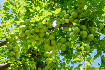 green plums on the tree