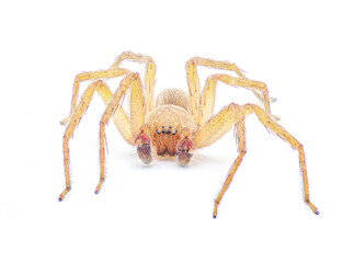 Cuban huntsman spider- Decaphora cubana - a small spider in the family Sparassidae. isolated on white background front face view