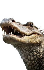 Fototapeta premium Crocodile portrait on transparent background