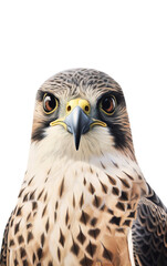 Fototapeta premium Eagle portrait, PNG background